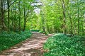4. Rossmore in Spring - Wild garlic in bloom